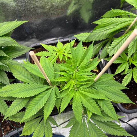Criminal+ growlog timeline photo