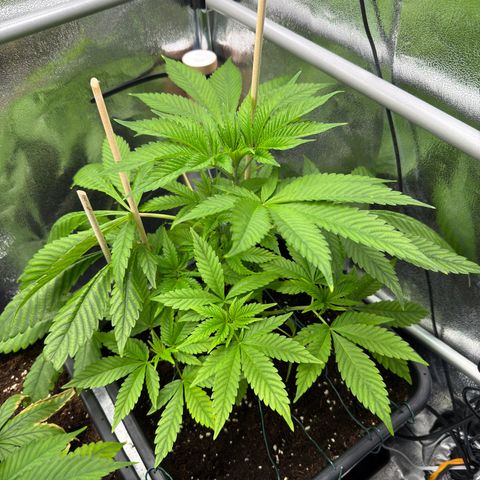 Criminal + growlog timeline photo