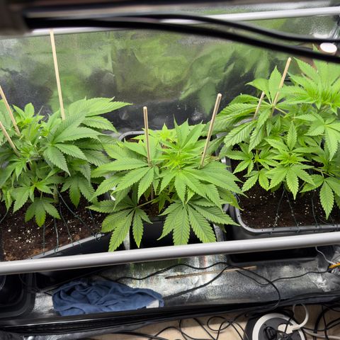 Criminal + growlog timeline photo