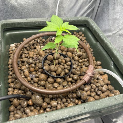 Critical Orange Punch growlog timeline photo