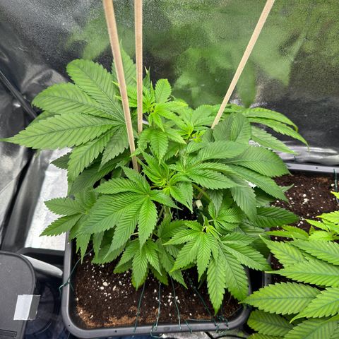 Lemon Zkittle growlog timeline photo
