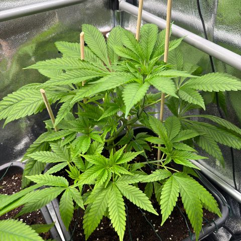Criminal + growlog timeline photo
