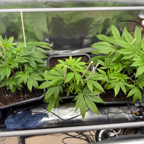 Criminal + growlog timeline photo