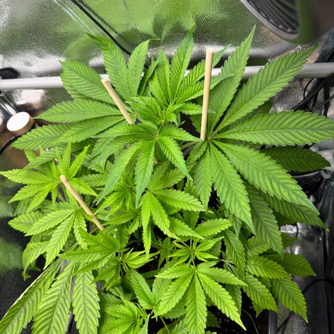 Criminal + growlog timeline photo