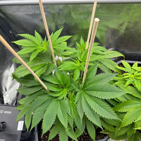 Lemon Zkittle growlog timeline photo