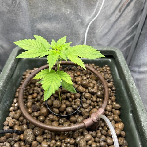Critical Orange Punch growlog timeline photo