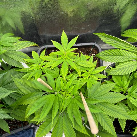 Criminal+ growlog timeline photo