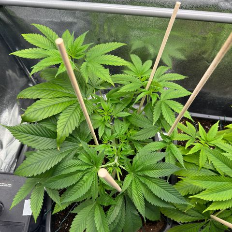 Lemon Zkittle growlog timeline photo