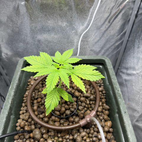 Critical Orange Punch growlog timeline photo