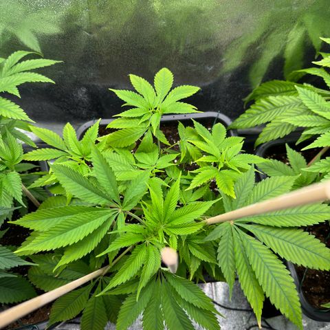Criminal+ growlog timeline photo