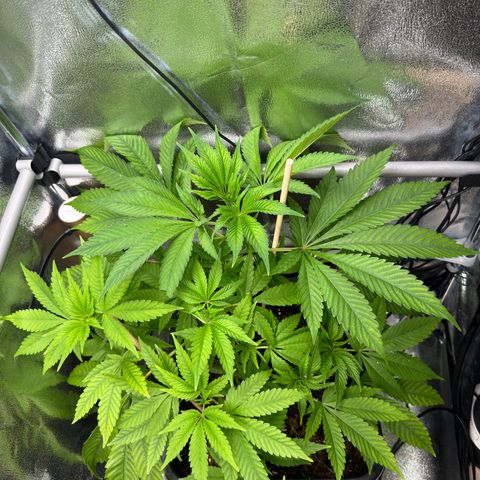 Criminal + growlog timeline photo