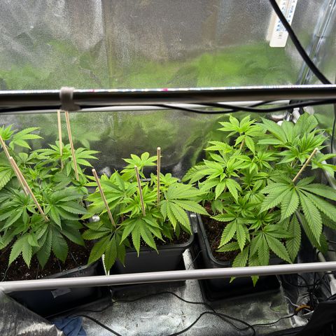 Criminal + growlog timeline photo