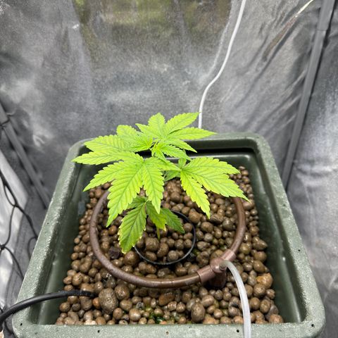 Critical Orange Punch growlog timeline photo