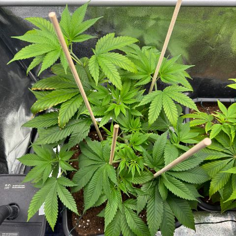 Lemon Zkittle growlog timeline photo