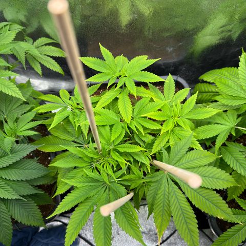 Criminal+ growlog timeline photo