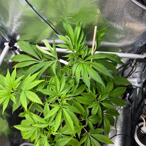 Criminal + growlog timeline photo