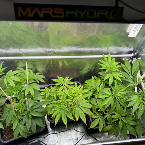 Criminal + growlog timeline photo
