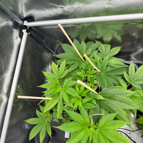 Lemon Zkittle growlog timeline photo