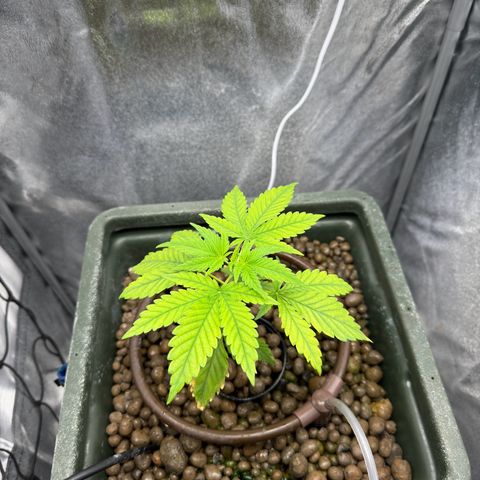 Critical Orange Punch growlog timeline photo
