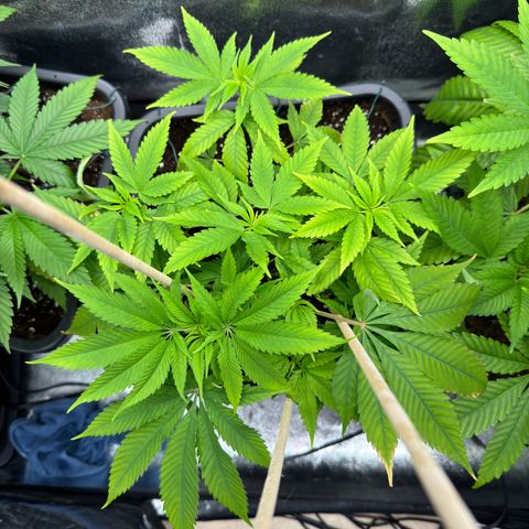 Criminal+ growlog timeline photo