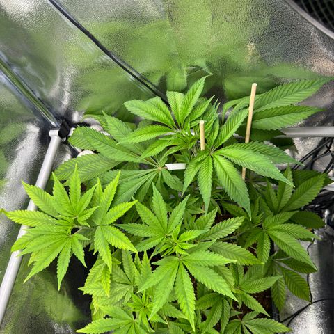 Criminal + growlog timeline photo