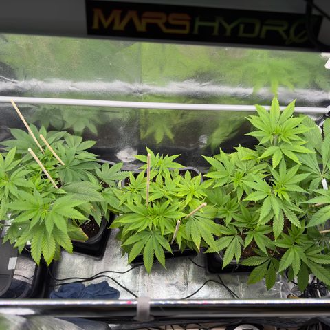 Criminal + growlog timeline photo