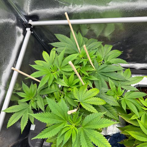 Lemon Zkittle growlog timeline photo