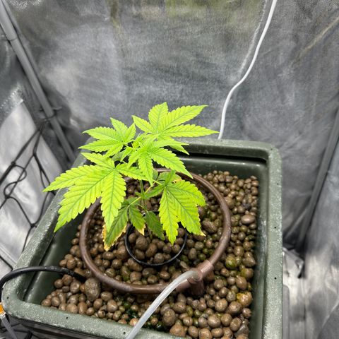Critical Orange Punch growlog timeline photo