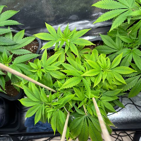 Criminal+ growlog timeline photo