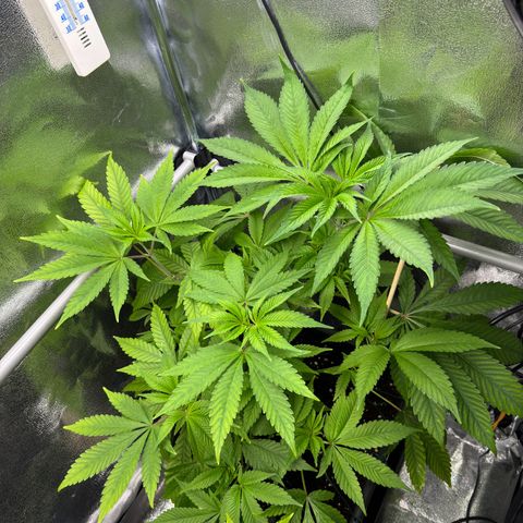 Criminal + growlog timeline photo