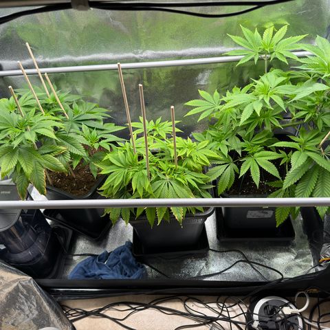 Criminal + growlog timeline photo
