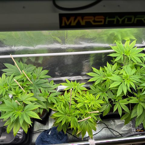 Criminal + growlog timeline photo