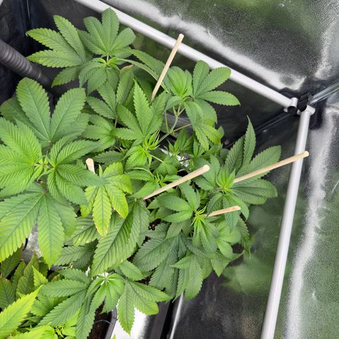 Lemon Zkittle growlog timeline photo