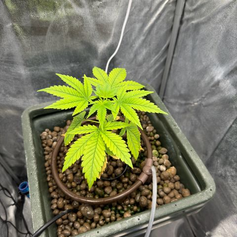 Critical Orange Punch growlog timeline photo