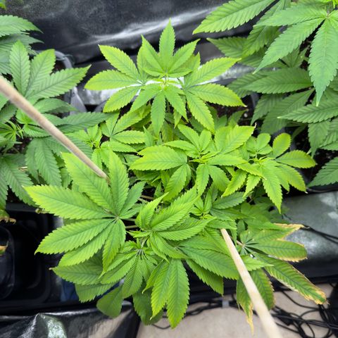 Criminal+ growlog timeline photo