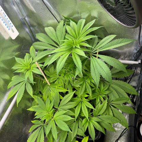 Criminal + growlog timeline photo