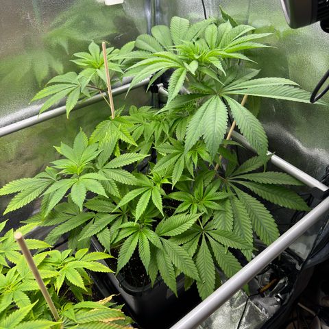 Criminal + growlog timeline photo