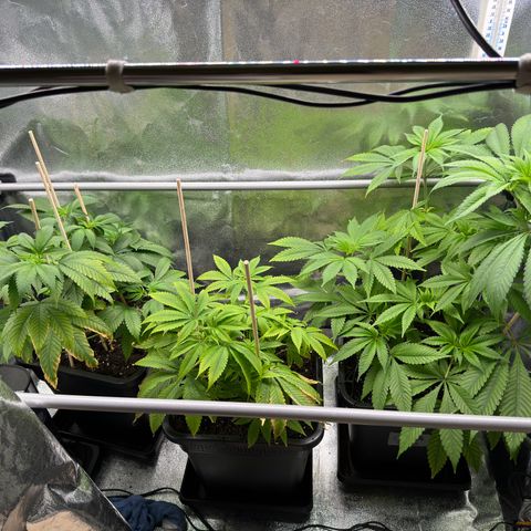 Criminal + growlog timeline photo