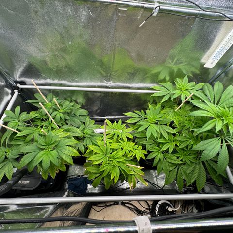 Criminal + growlog timeline photo