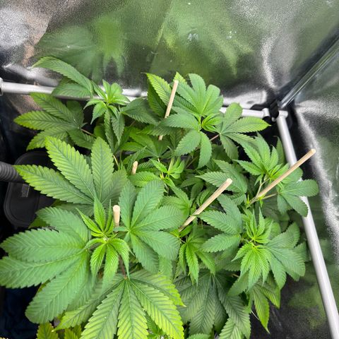 Lemon Zkittle growlog timeline photo