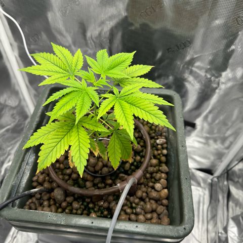 Critical Orange Punch growlog photo: Doesn’t look too healthy 
