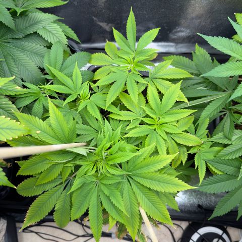 Criminal+ growlog timeline photo