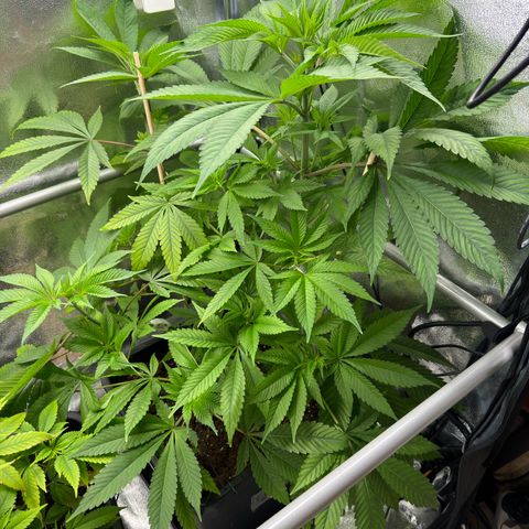 Criminal + growlog timeline photo