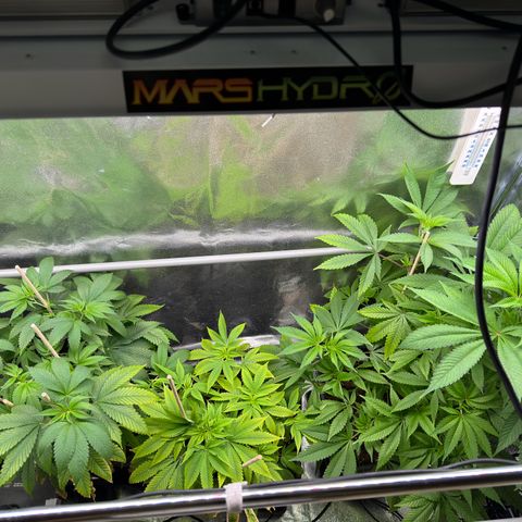 Criminal + growlog timeline photo