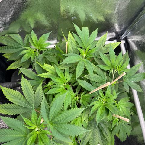 Lemon Zkittle growlog timeline photo