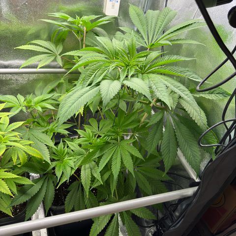 Criminal + growlog timeline photo