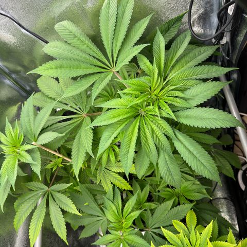 Criminal + growlog timeline photo