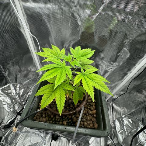 Critical Orange Punch growlog photo: Does not look healthy at all 