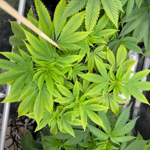 Criminal+ growlog timeline photo