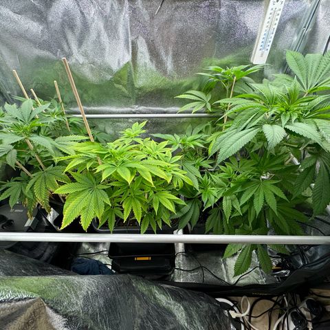 Criminal + growlog timeline photo